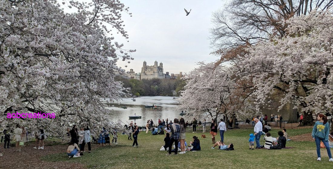Crowds gather to view cherry trees at the riverside.  Central Park NYC. Photo by aobcreations s