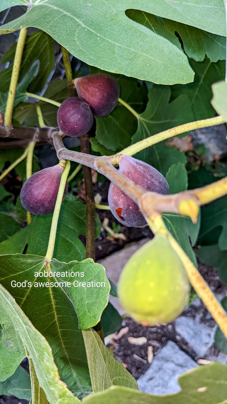 Photo of purple figs on a fig tree by AOB Creations